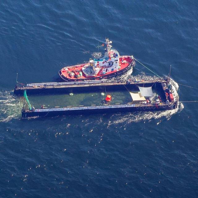 Weitere Entwicklung zum Buckelwal auf dem Weg aus der Ostsee