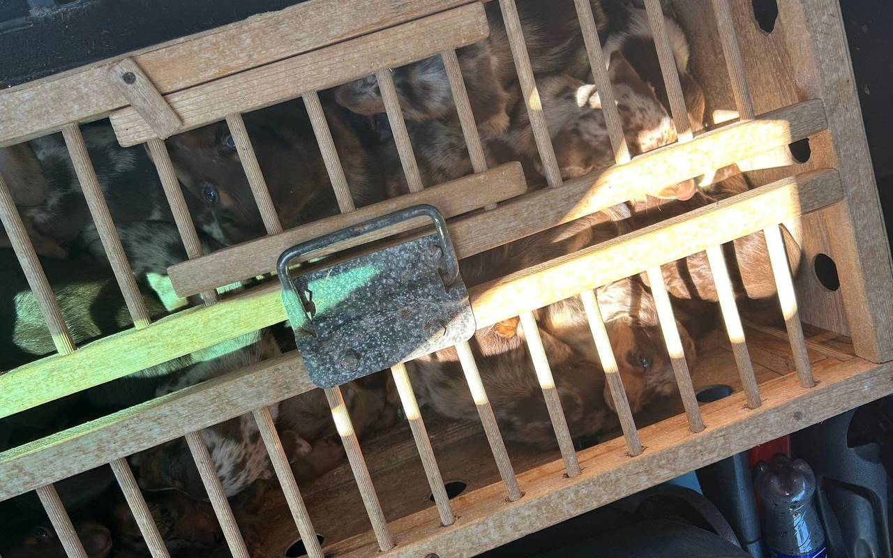 Zoll befreit Dackelwelpen