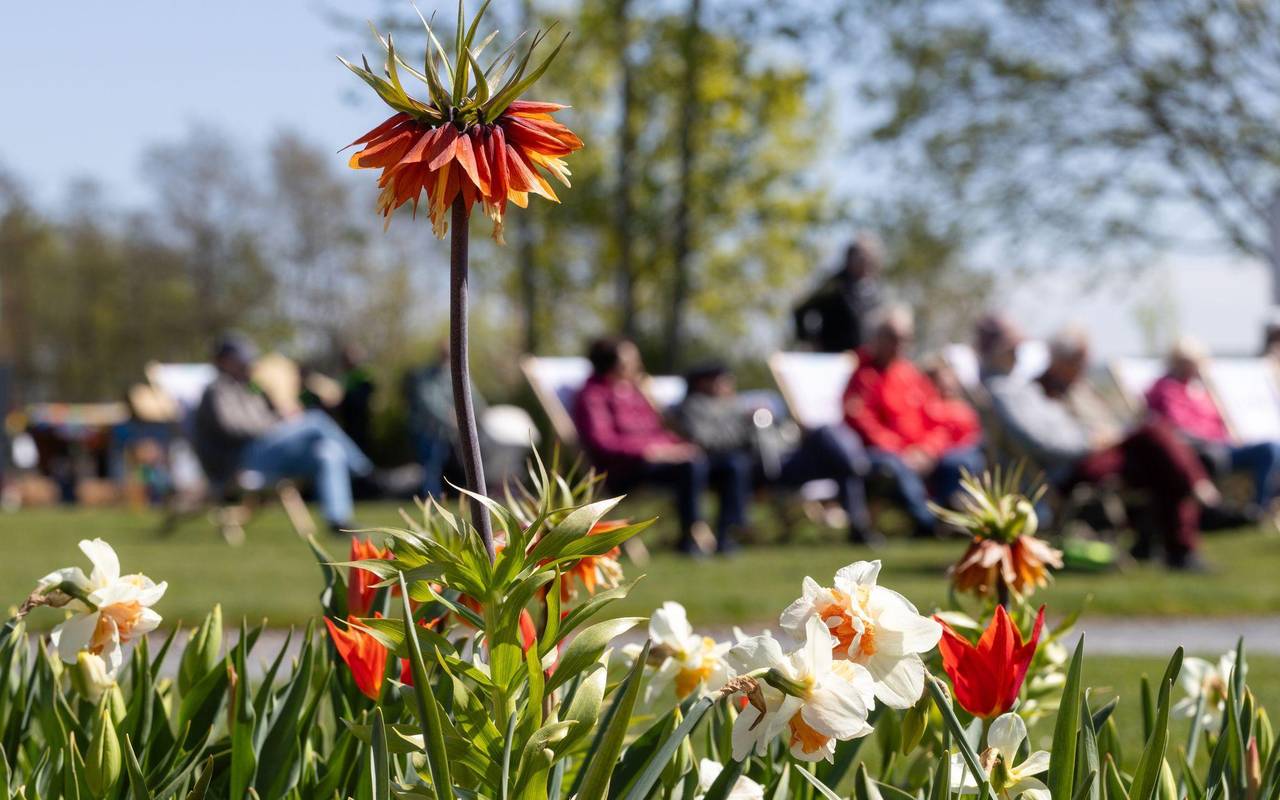 Blumen in Frühling