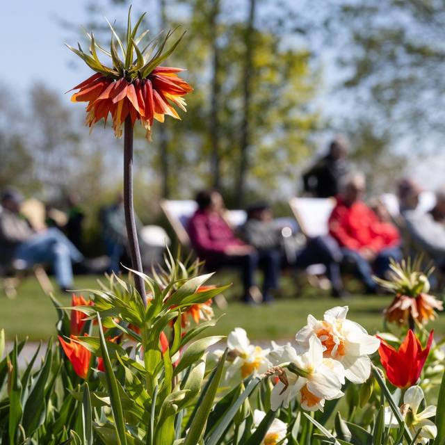 Blumen in Frühling
