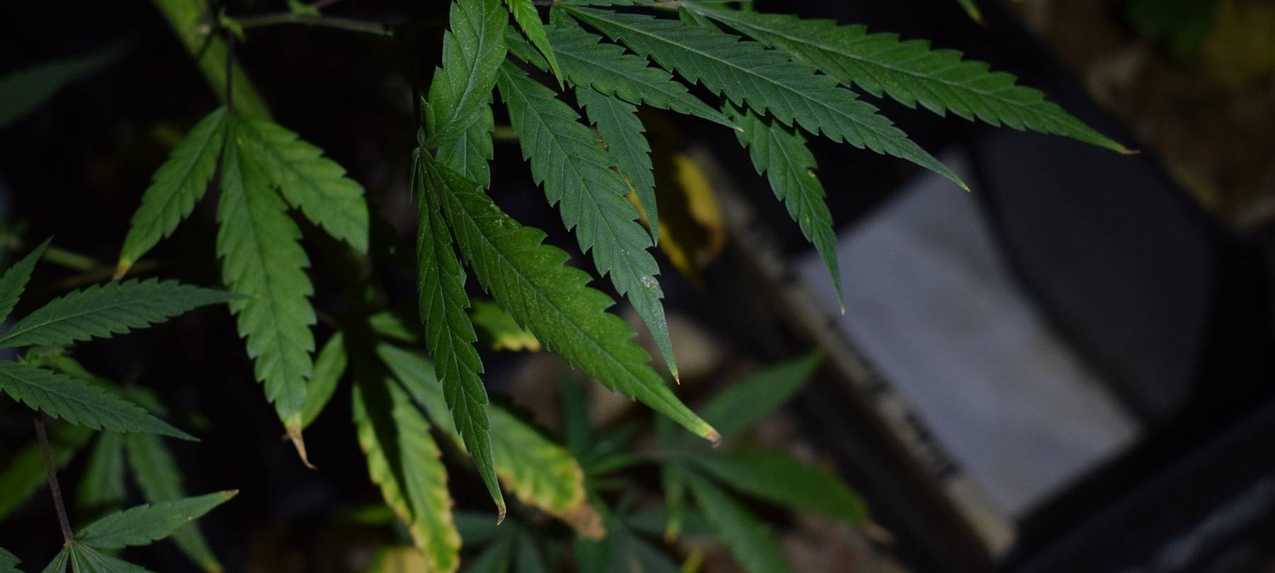 Köln: Cannabis-Legalisierung sorgt für Arbeit am Amtsgericht