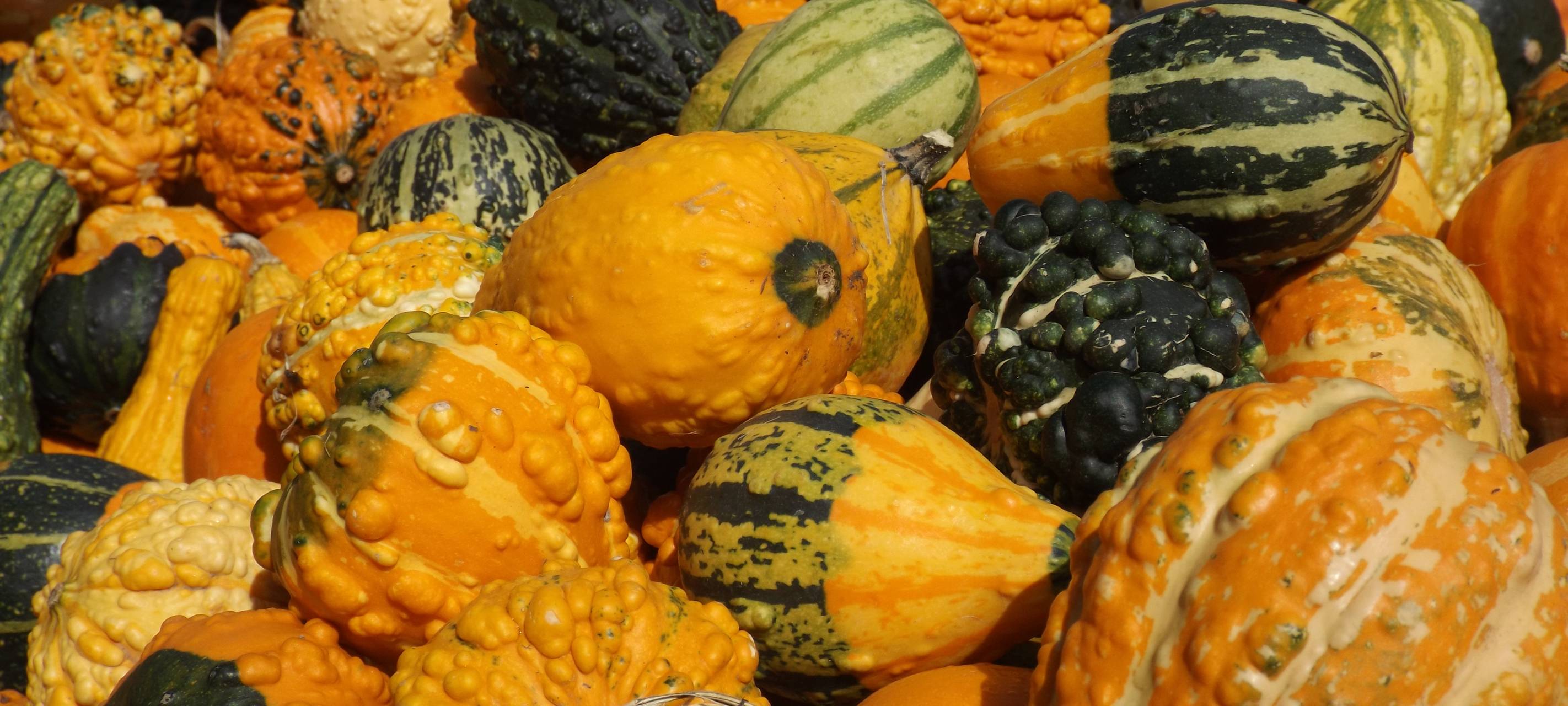 Hürth: Pumpkin Patch auf dem Getrudenhof
