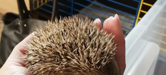Tierhilfe Erftstadt: Mäh-Roboter gefährden Igel