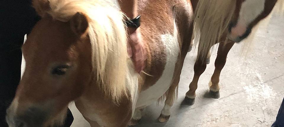 Zwei Ponys entdecken ein Betonwerk in Pulheim