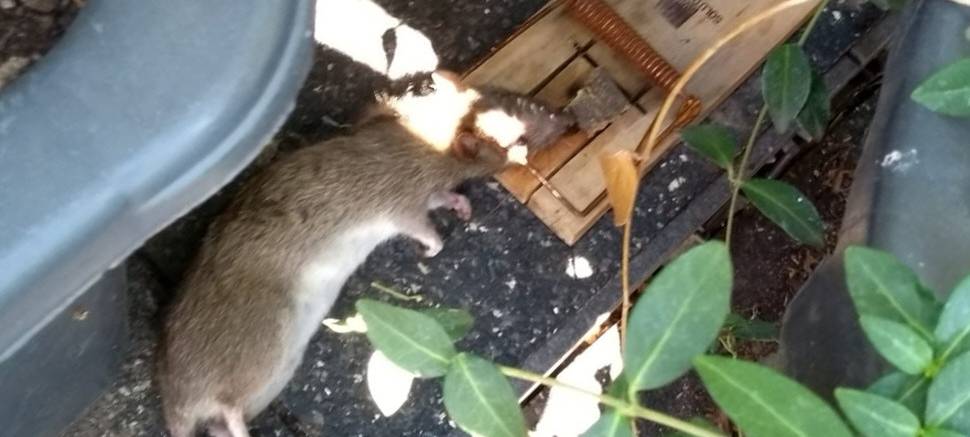 Pulheim: Spielplätze wegen Ratten gesperrt