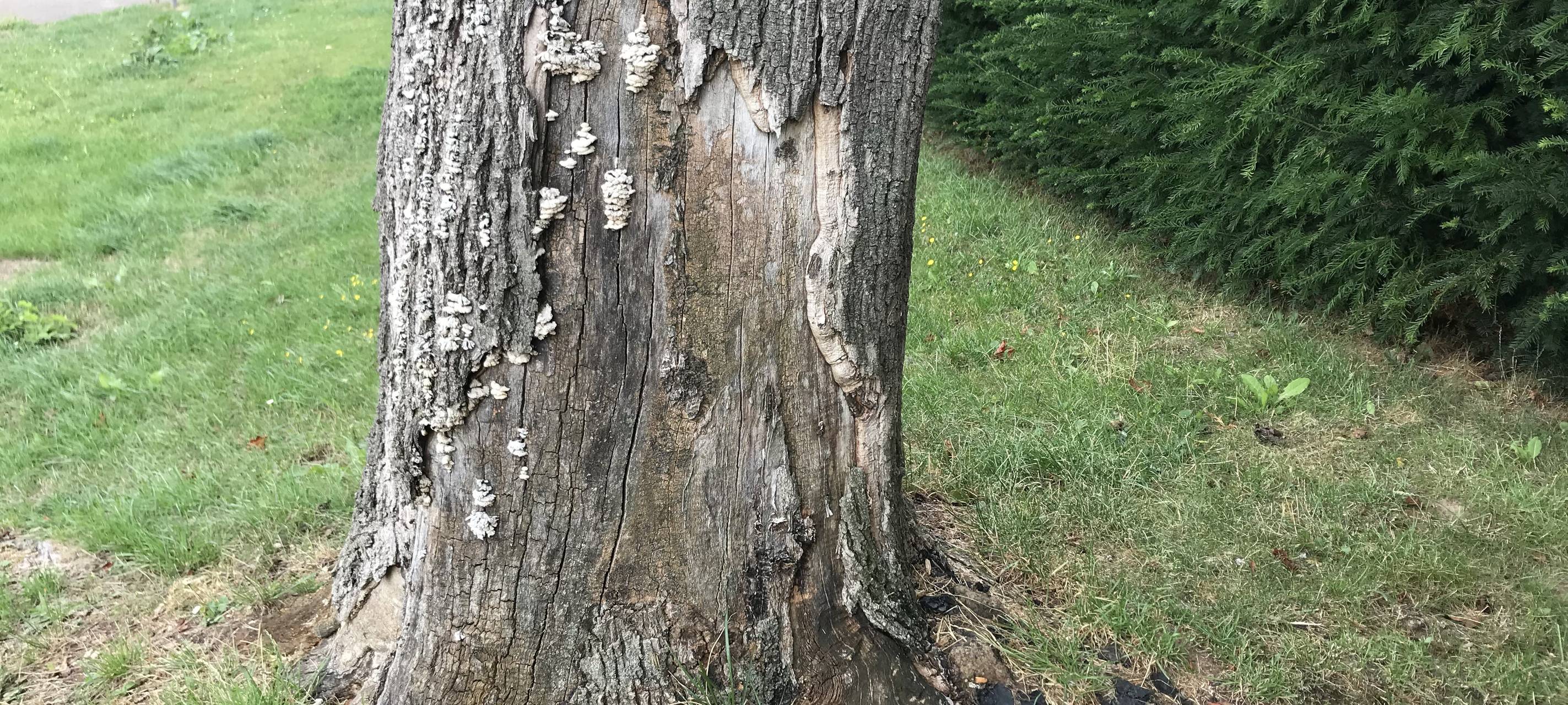 Wer macht sich an dem Baum in Bedburg zu schaffen?