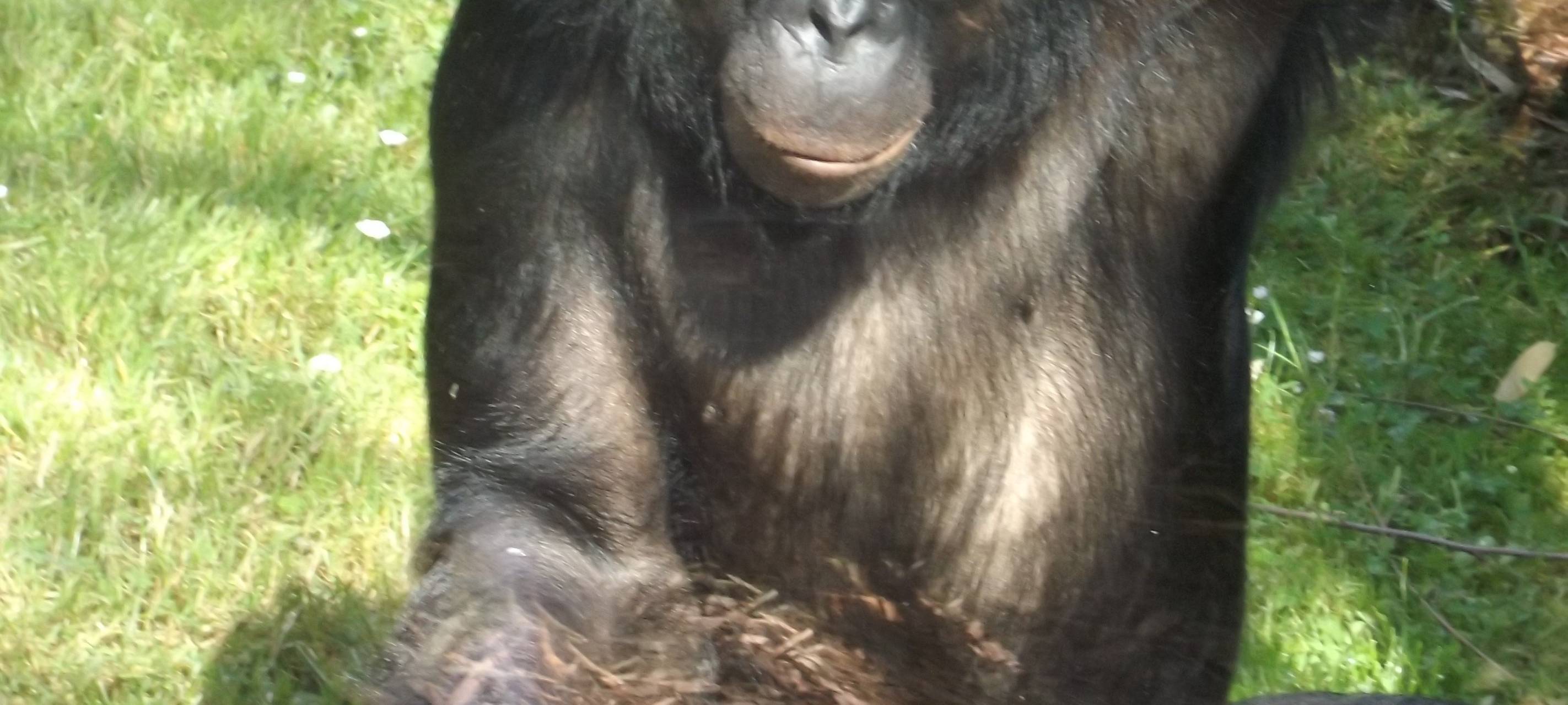 Kölner Zoo kurbelt Wirtschaft an