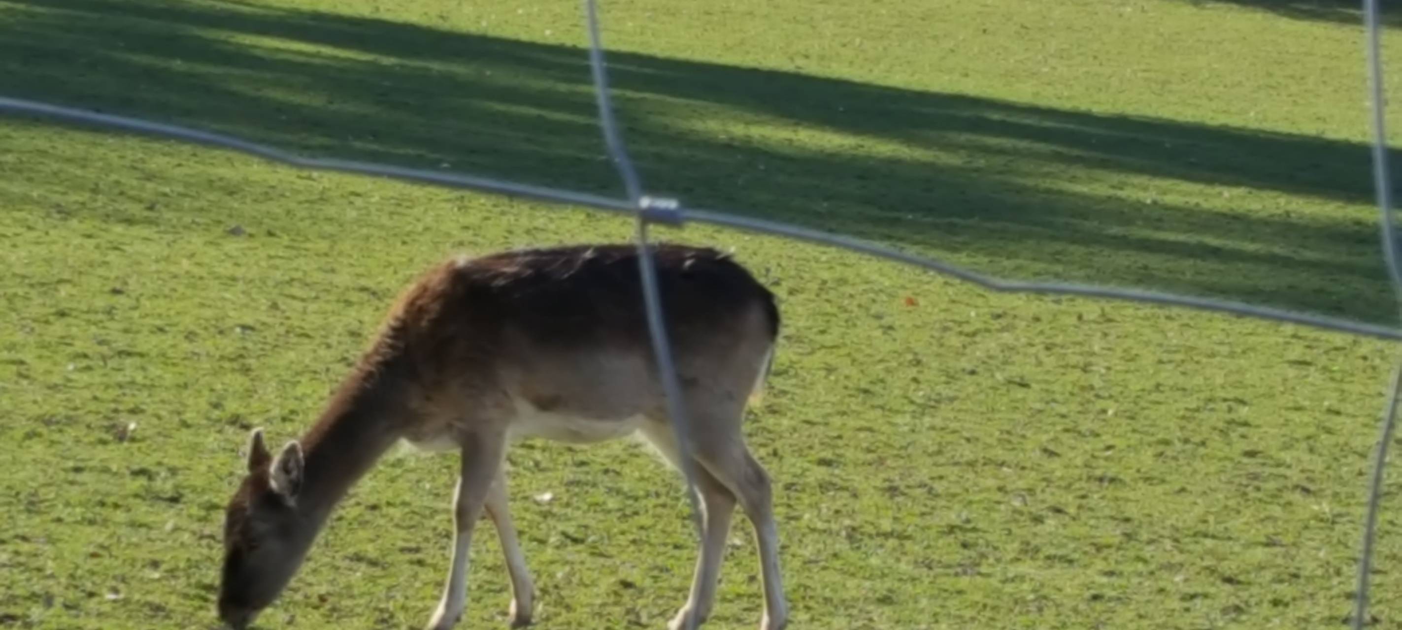 Infos zur Umgestaltung des Tierparks