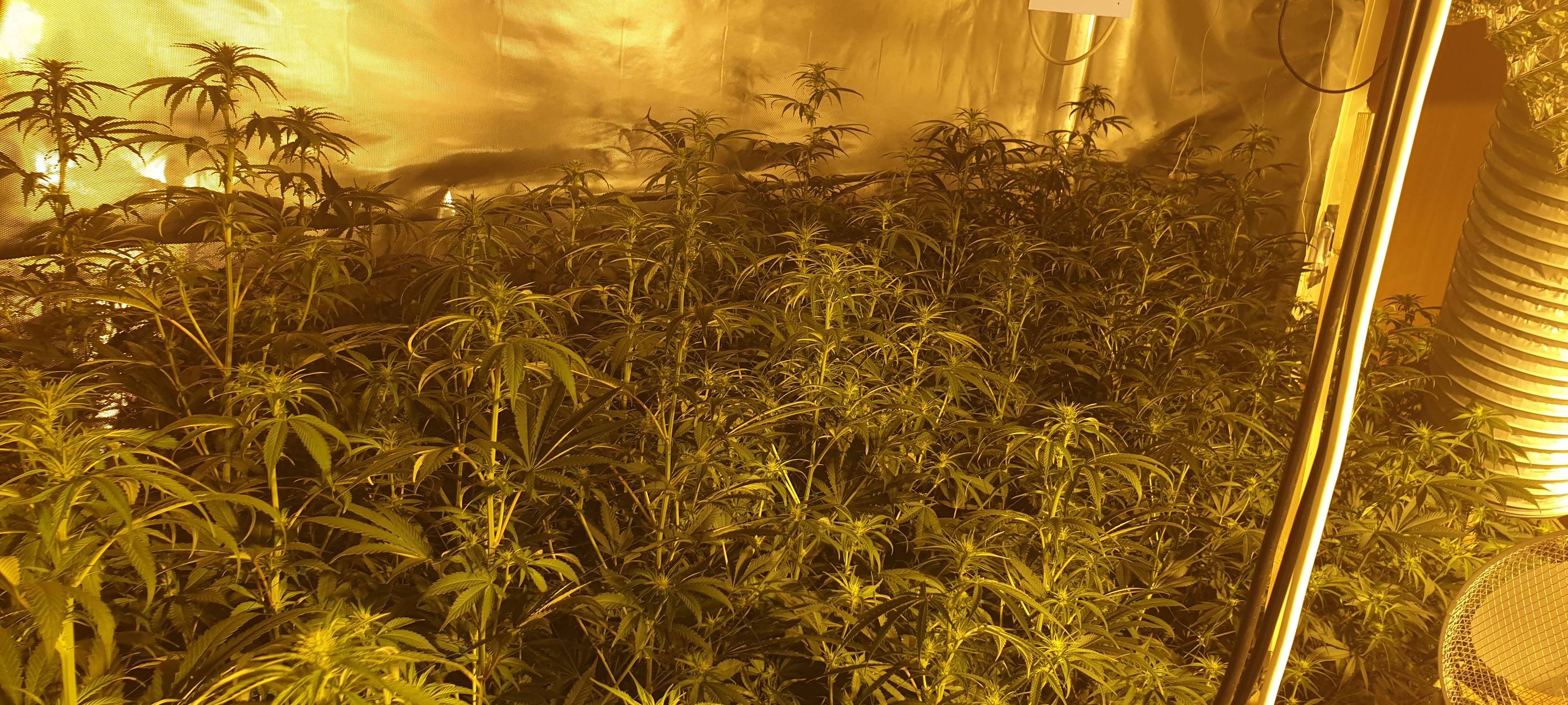 Cannabis-Plantagen entdeckt