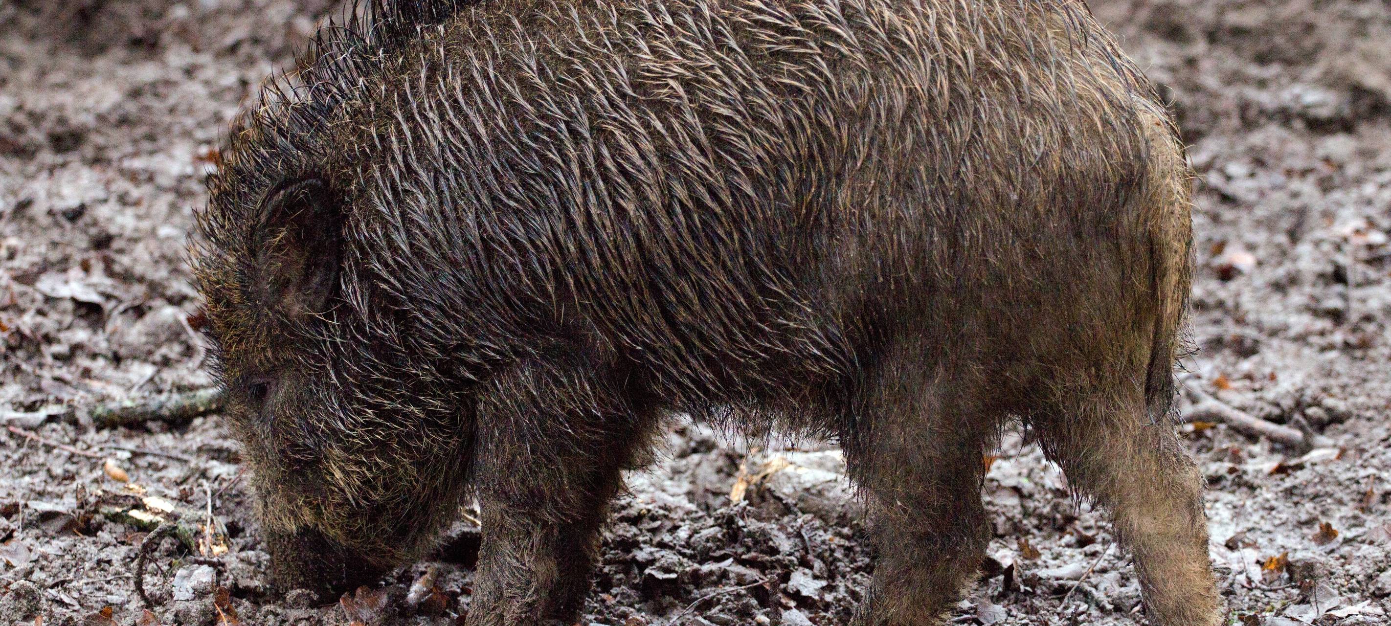 Regionales Wild wird immer beliebter