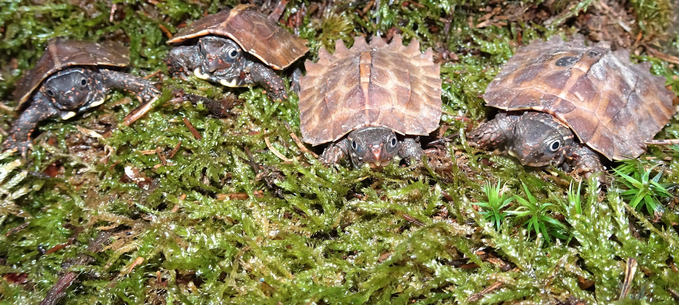 Schildkröten-Nachwuchs im Kölner Zoo