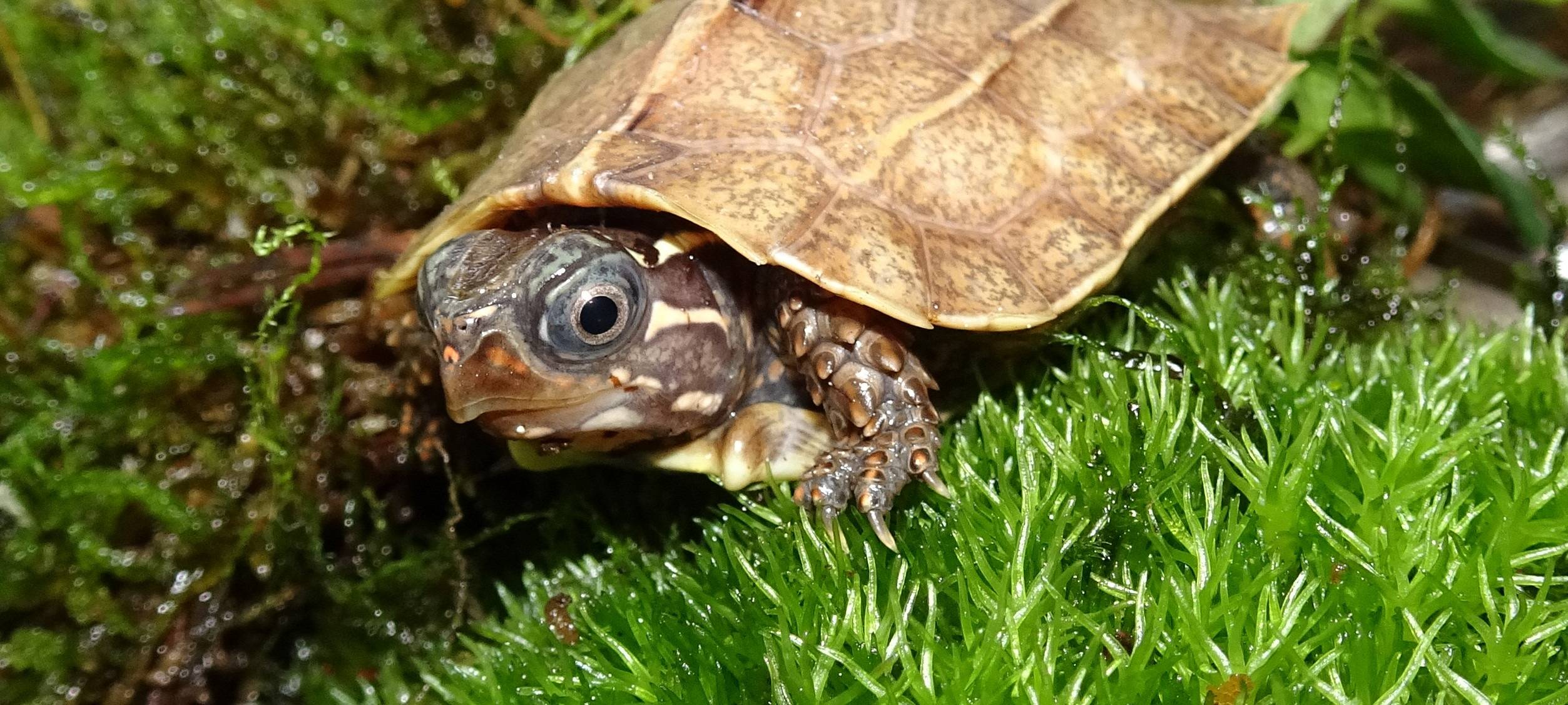 Schildkröten-Nachwuchs im Kölner Zoo