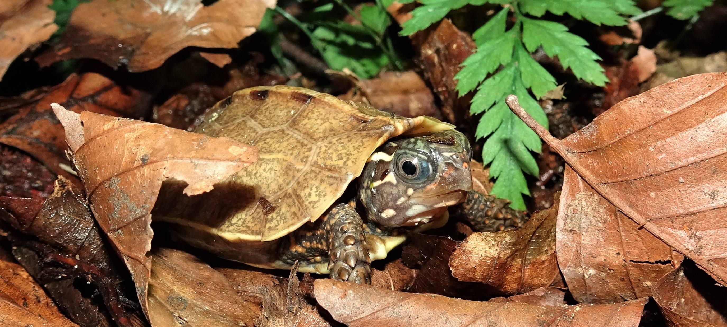 Schildkröten-Nachwuchs im Kölner Zoo