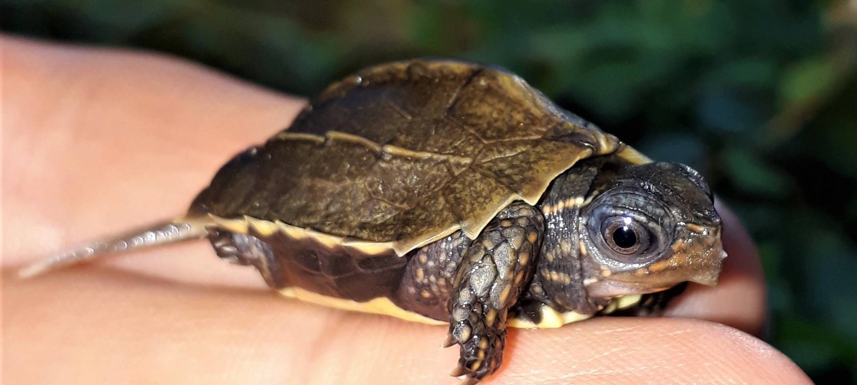 Schildkröten-Nachwuchs im Kölner Zoo