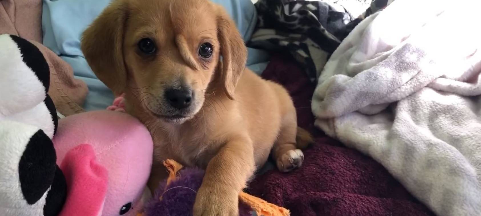 Kuriose Missbildung: Hund mit Schwanz auf Stirn geboren