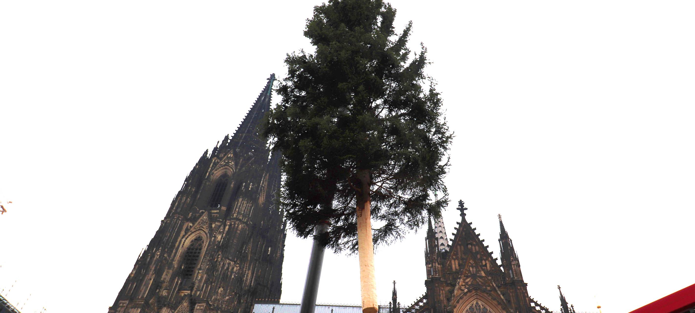 25-Meter-Weihnachtsbaum am Dom