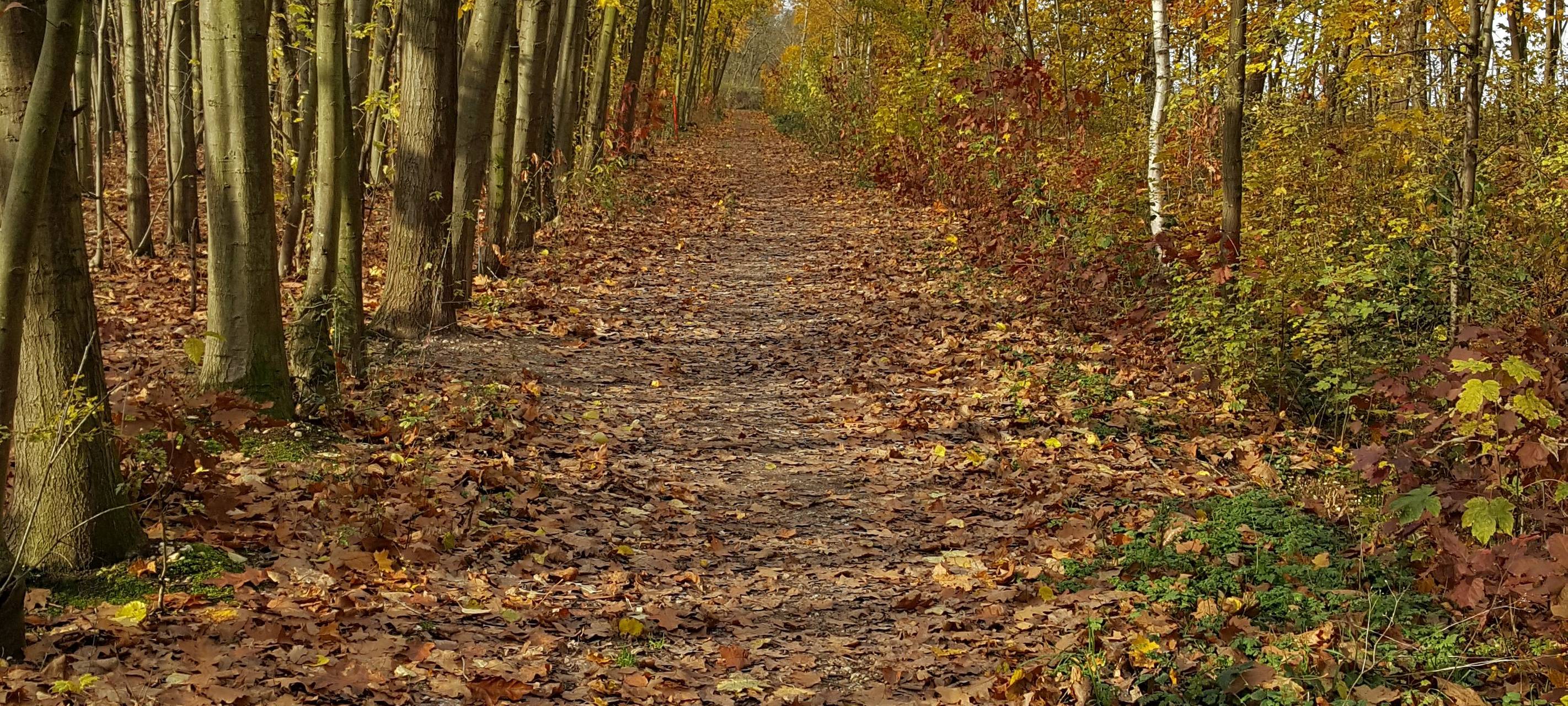 Rhein-Erft: Hochbetrieb in den Wäldern