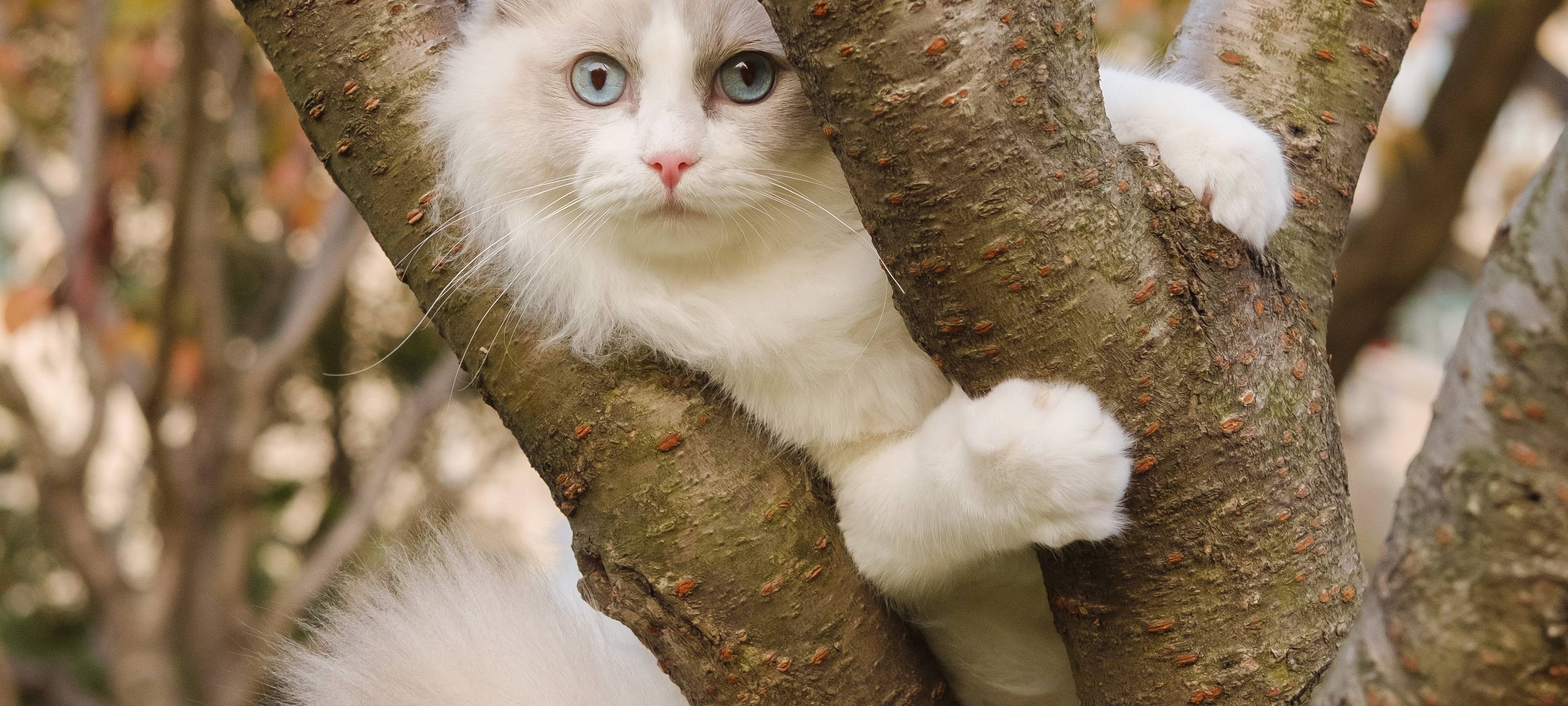 Freigängerkatzen müssen kastriert werden