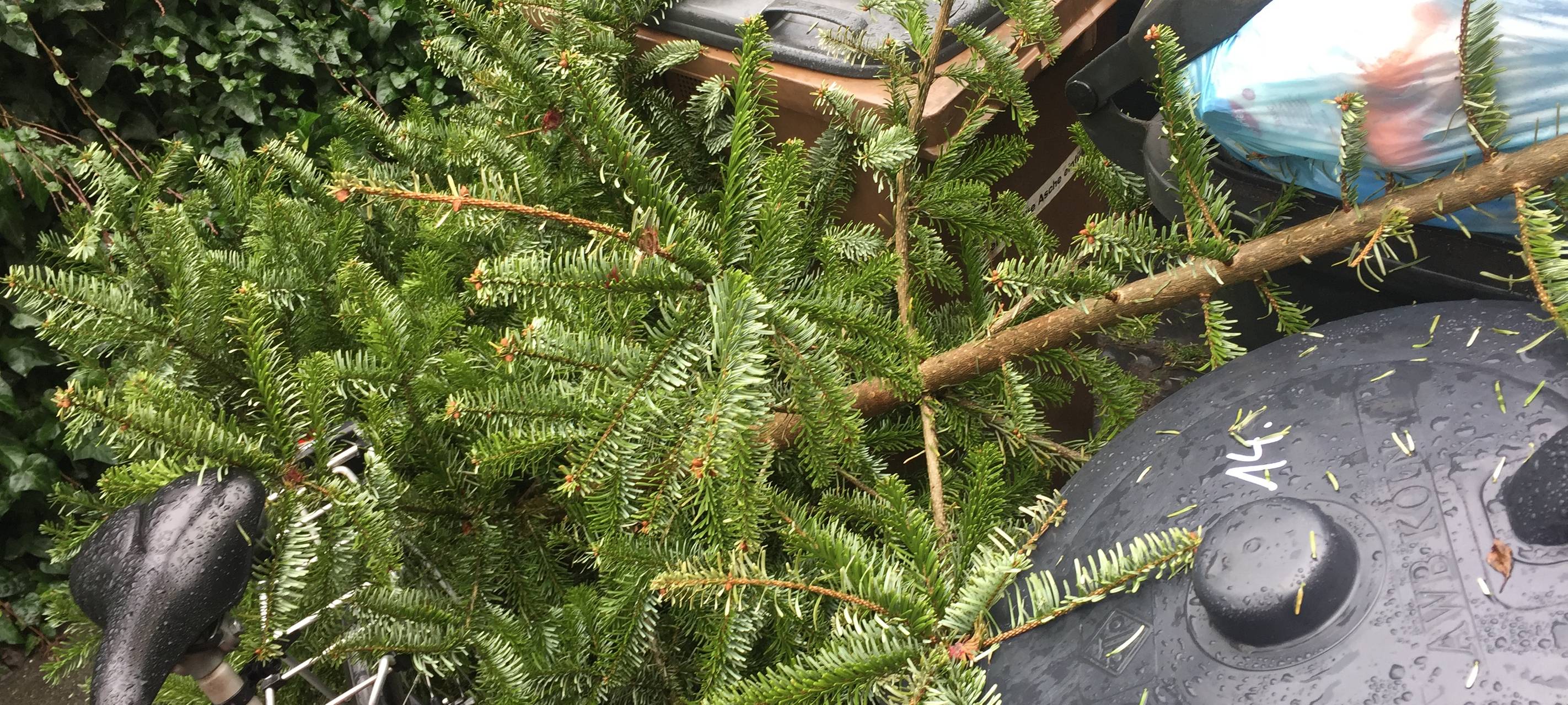 Weihnachtsbaum-Entsorgung gegen Spende