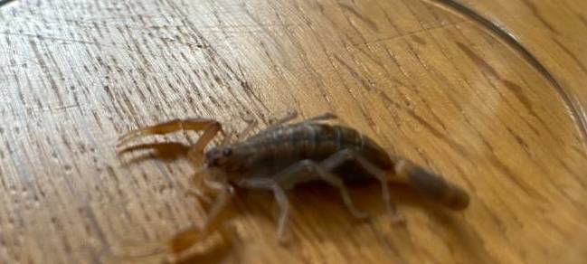 Nach Urlaub: Skorpion im Gepäck