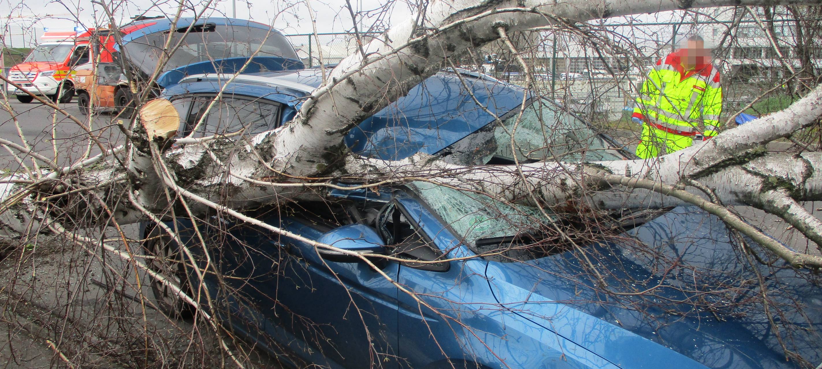 Umgestürzte Birke trifft Familie im Auto