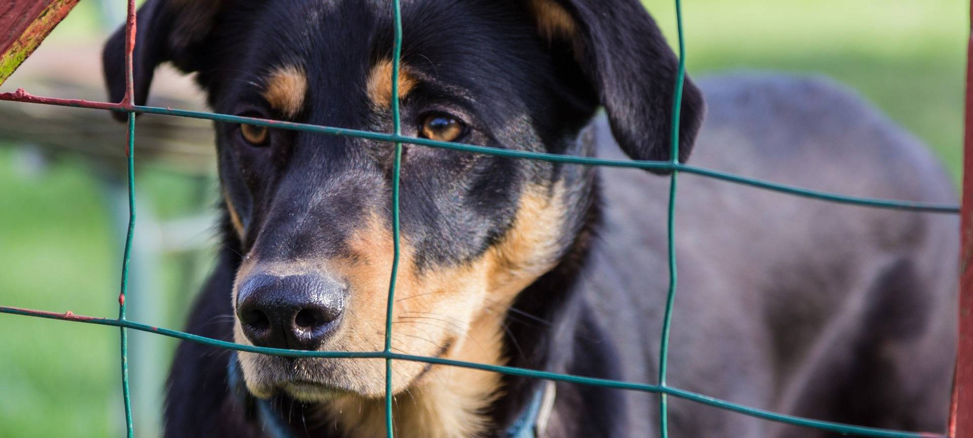 Hürther Tierheim braucht Spenden für Behandlungscontainer