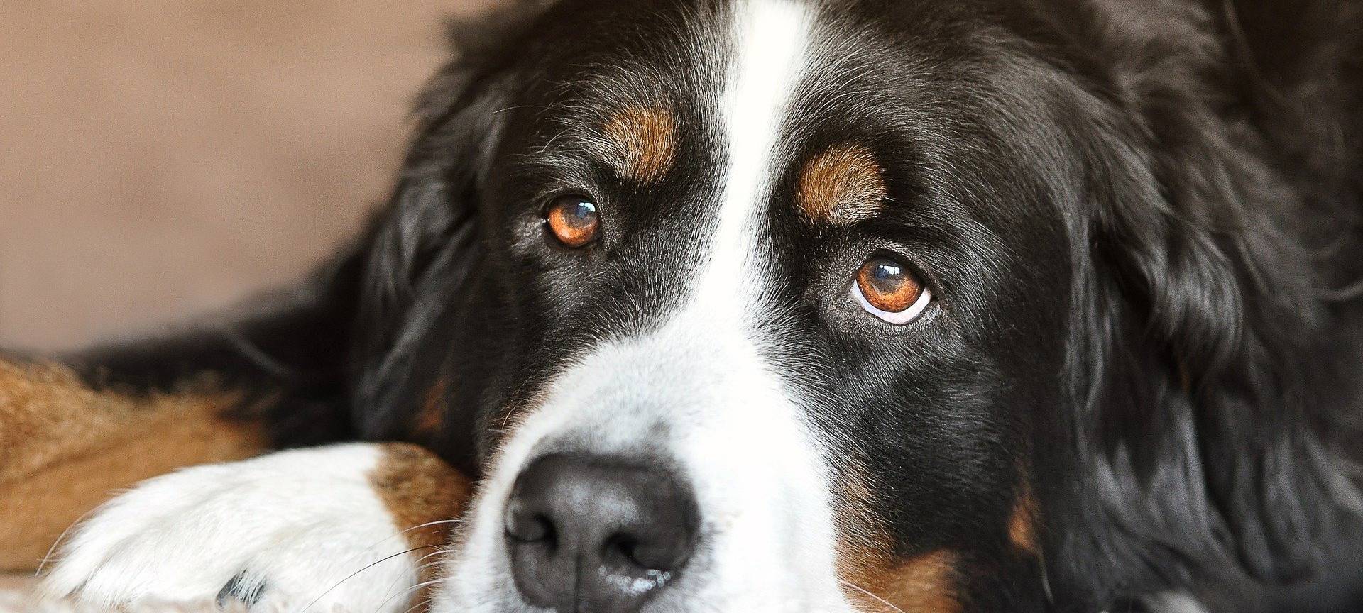 Hunde an Silvester zum Kölner Flughafen