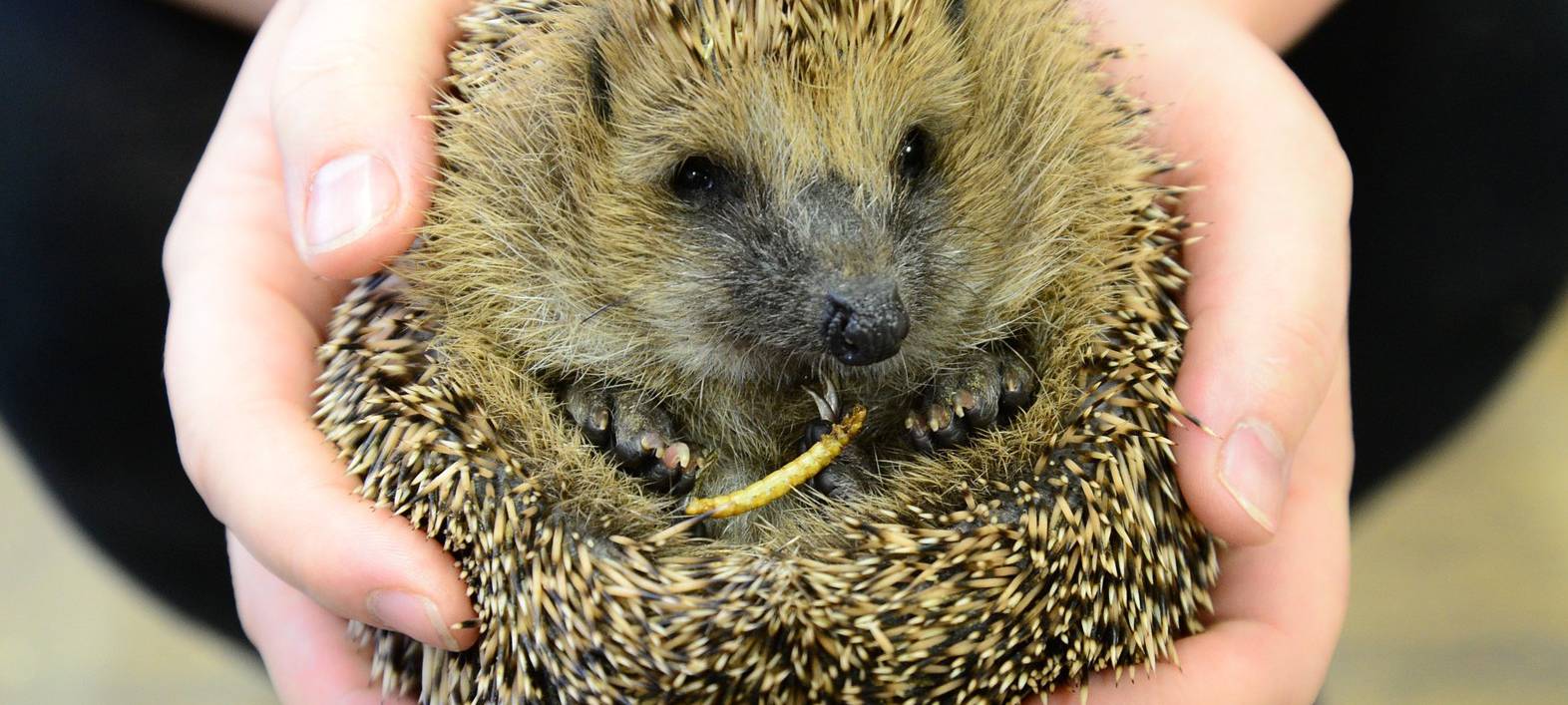 Stadt Kerpen will Igel schützen