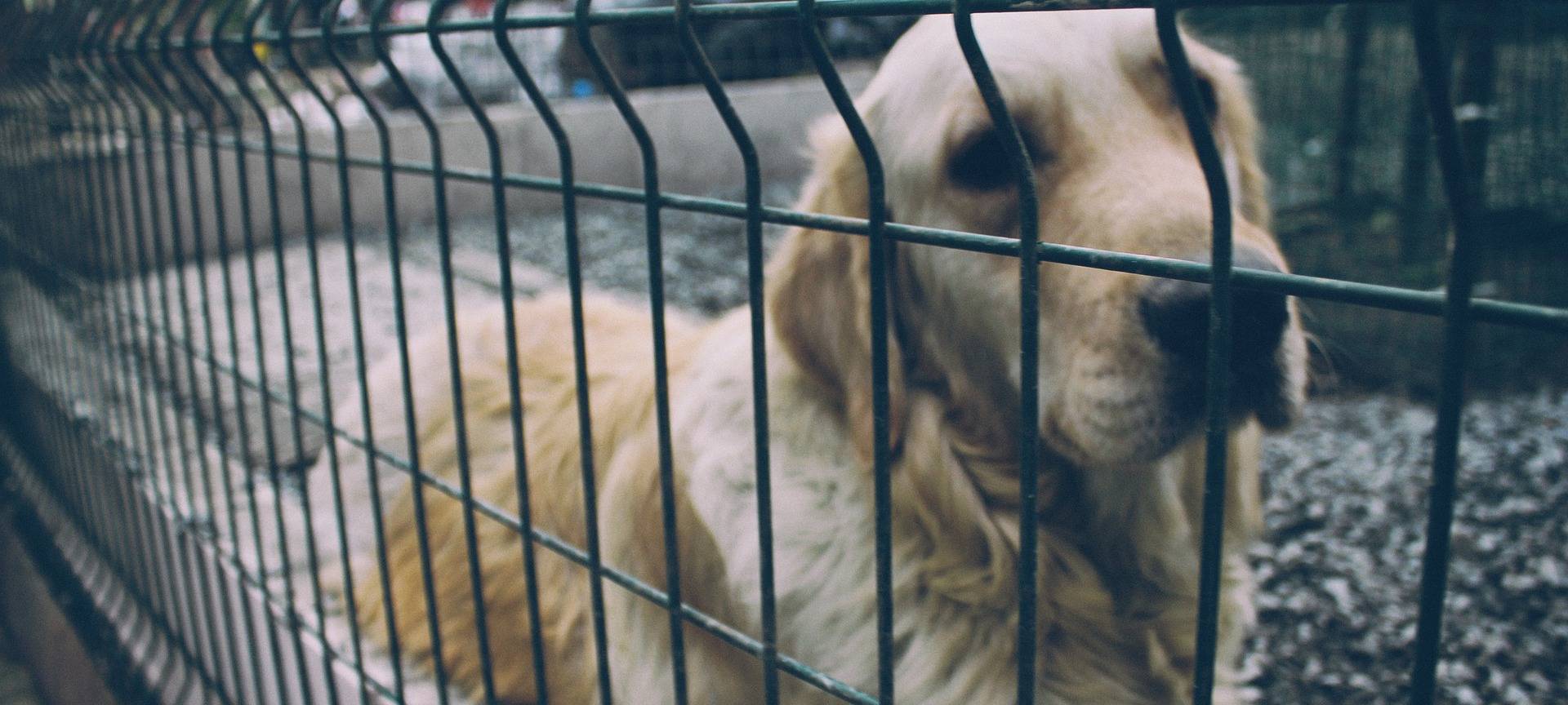 Bergheim: Angespannte Lage im Tierheim