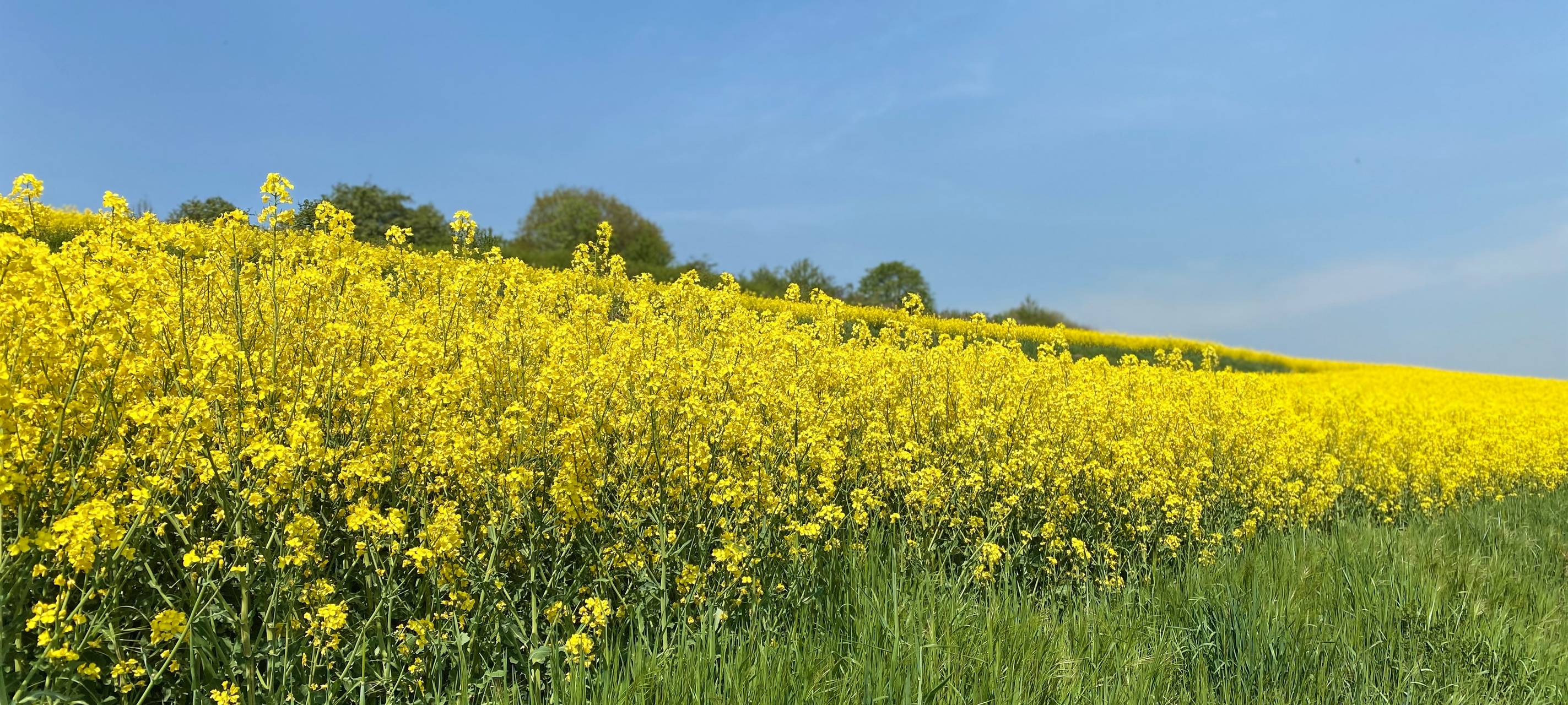 Rhein-Erft: Rapsernte steht an