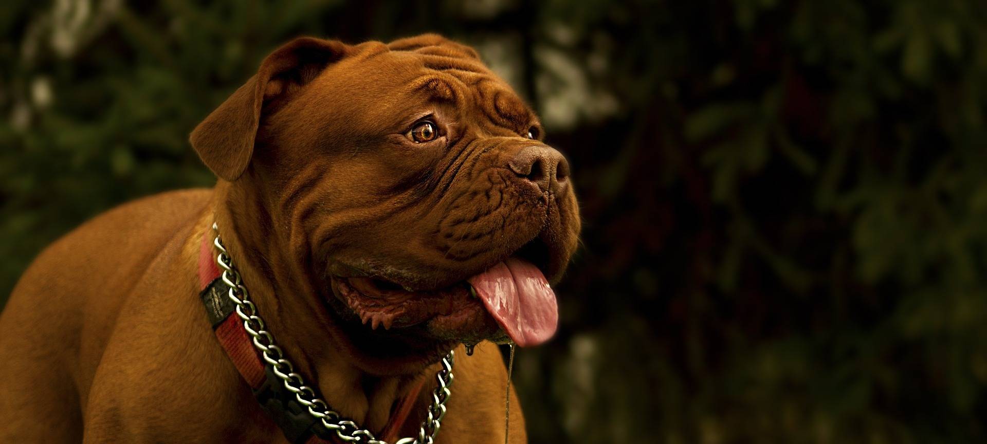 Frechen: Bulldogge "Louis" überführt Beschuldigte