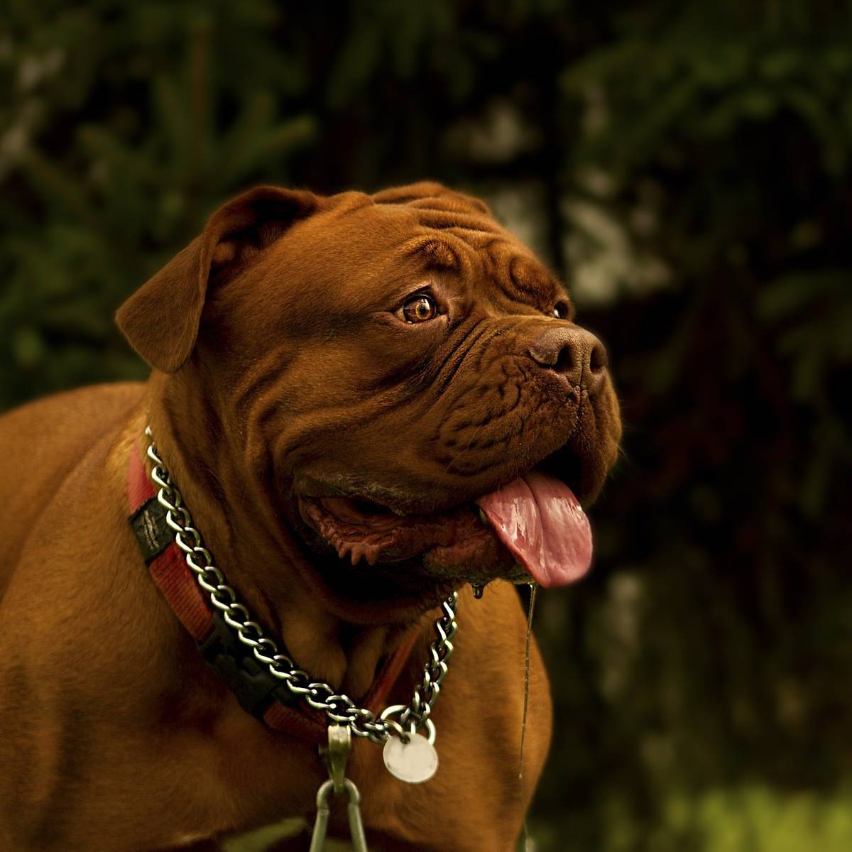 Frechen Bulldogge Louis Uberfuhrt Beschuldigte Radio Erft