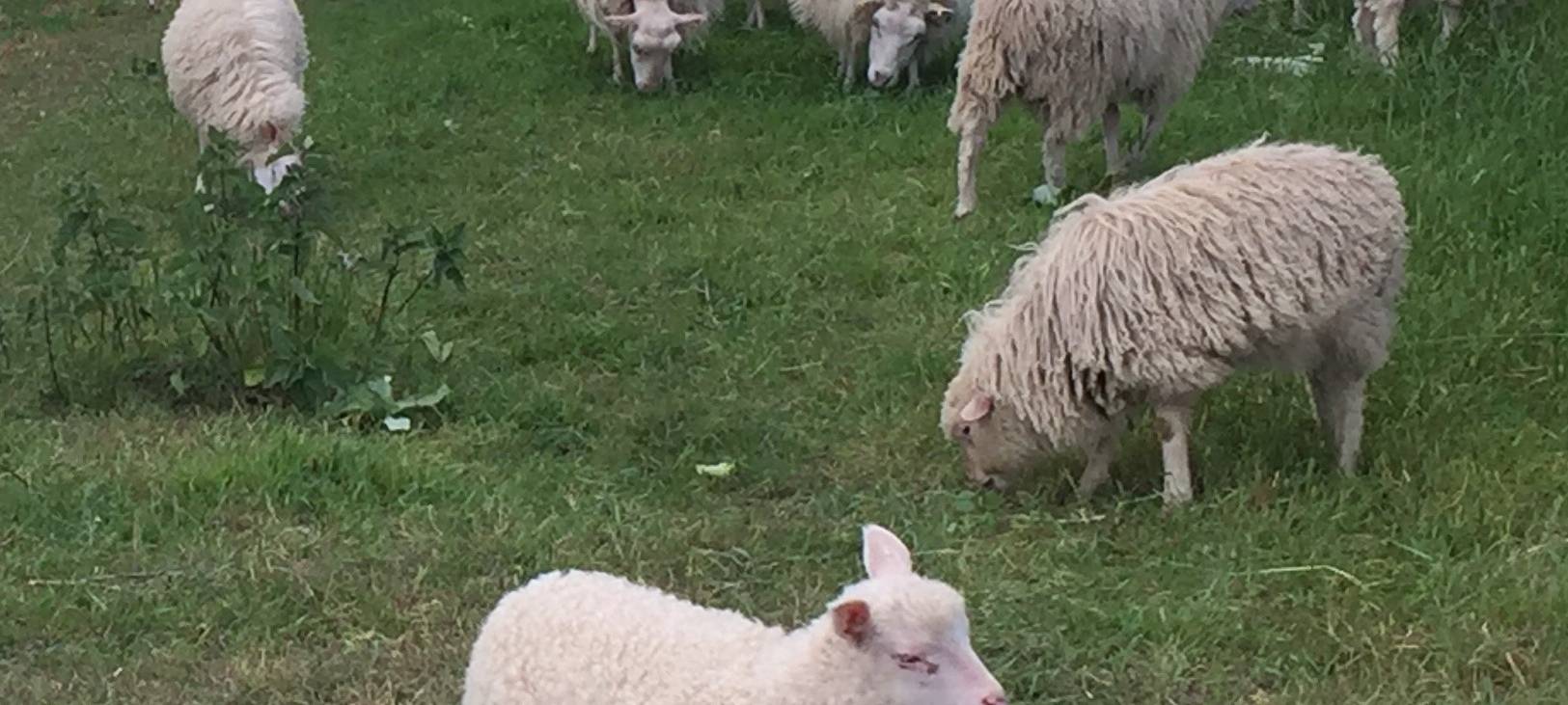 Rhein-Erft: Kreis schließt Schlachtbetrieb