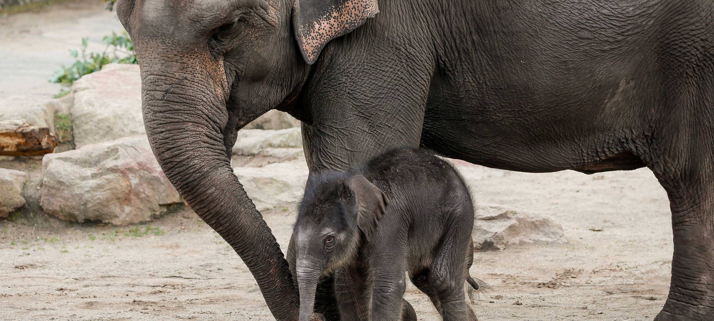 Köln: Zoo will am 12. März öffnen