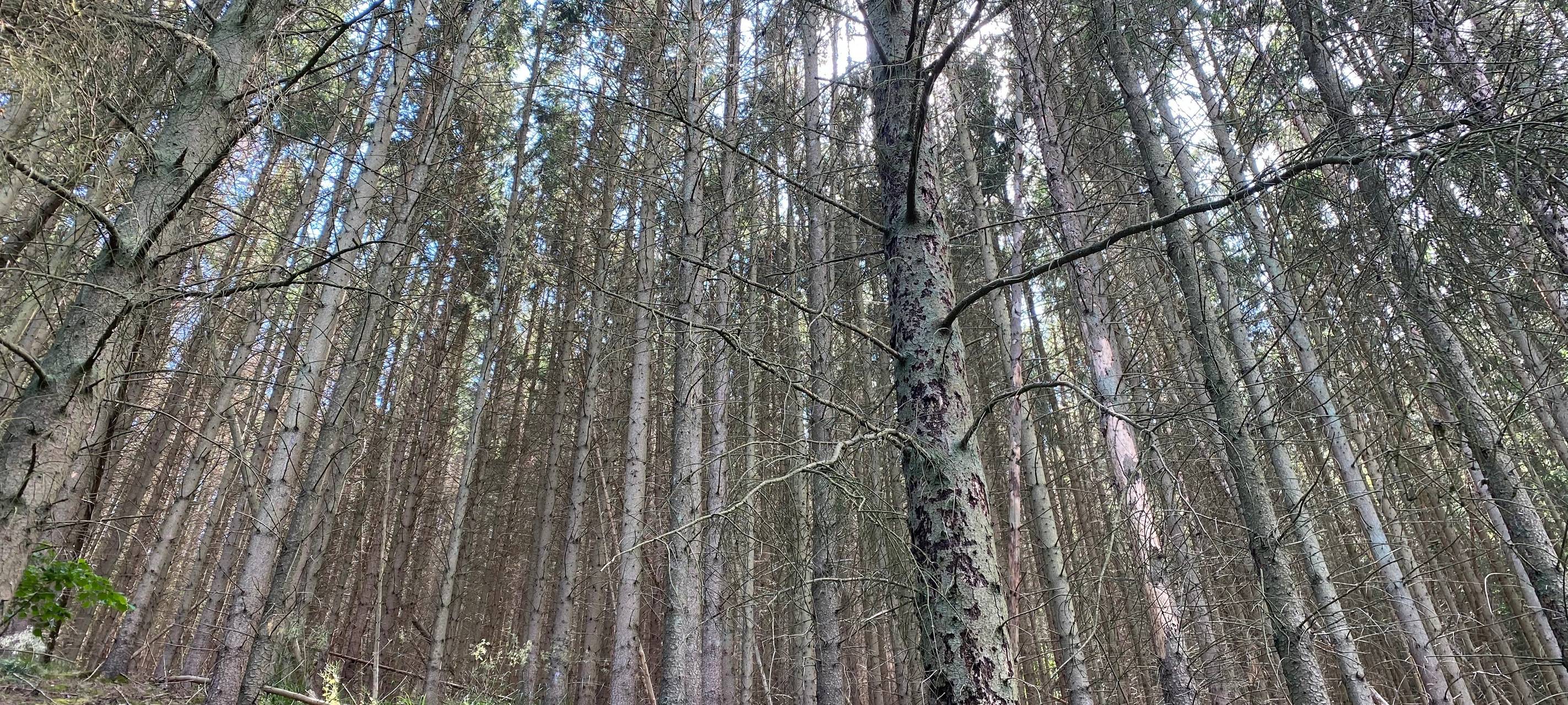 Rhein-Erft/Köln: Mehr Geld im Kampf gegen den Borkenkäfer