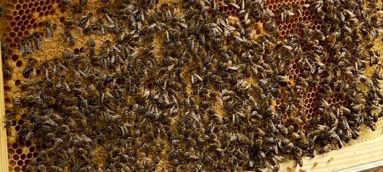 Brühl: Unbekannte stehlen Bienenvölker