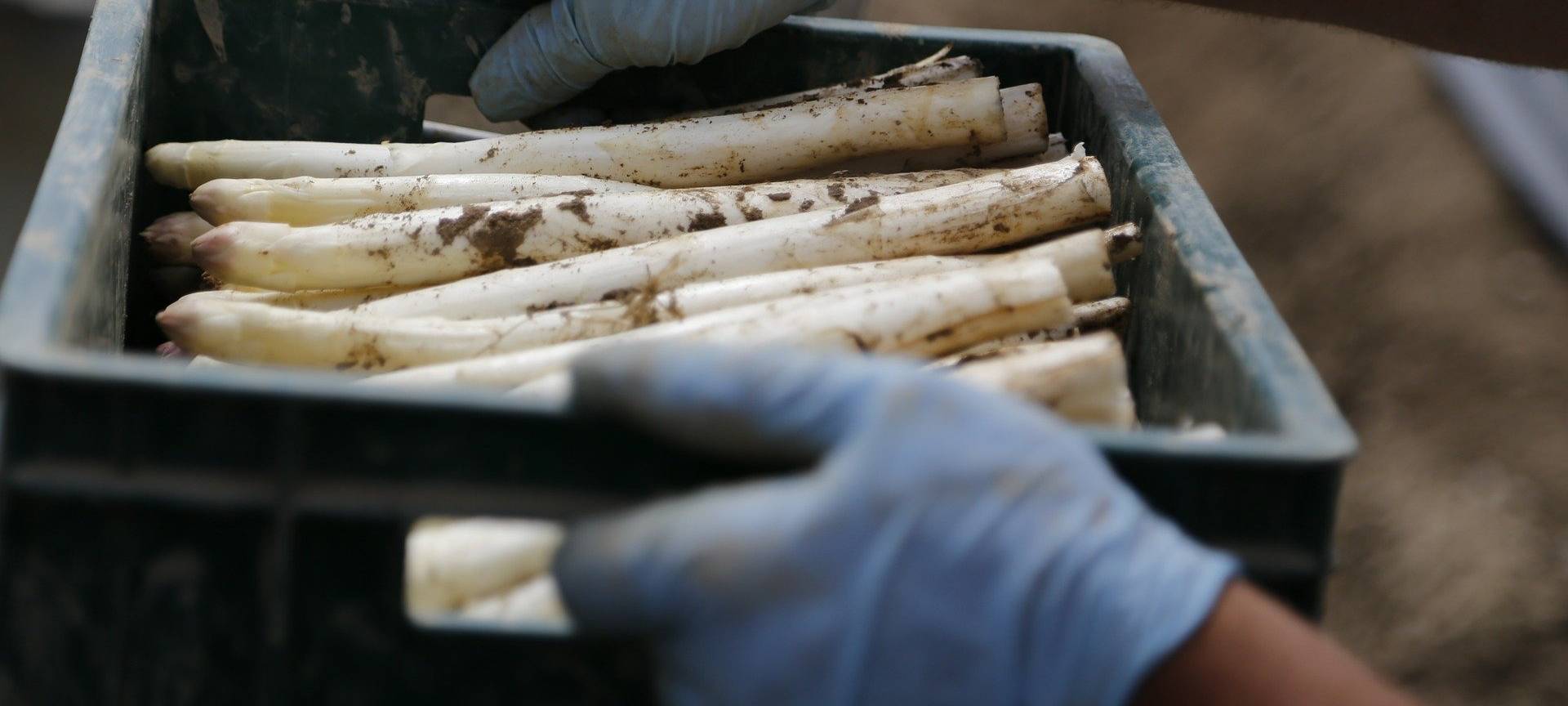 Rhein-Erft: Anstrengende Spargel-Saison endet