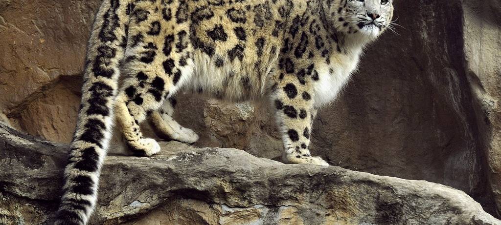 Köln: Zoo bekommt Fördergeld - Pate für Schneeleopardin