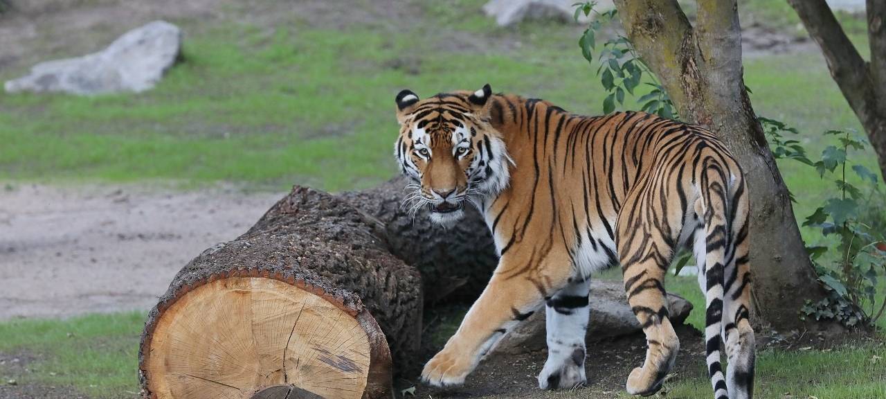 Köln: Zoo bekommt nach Lockdown Geld vom Land