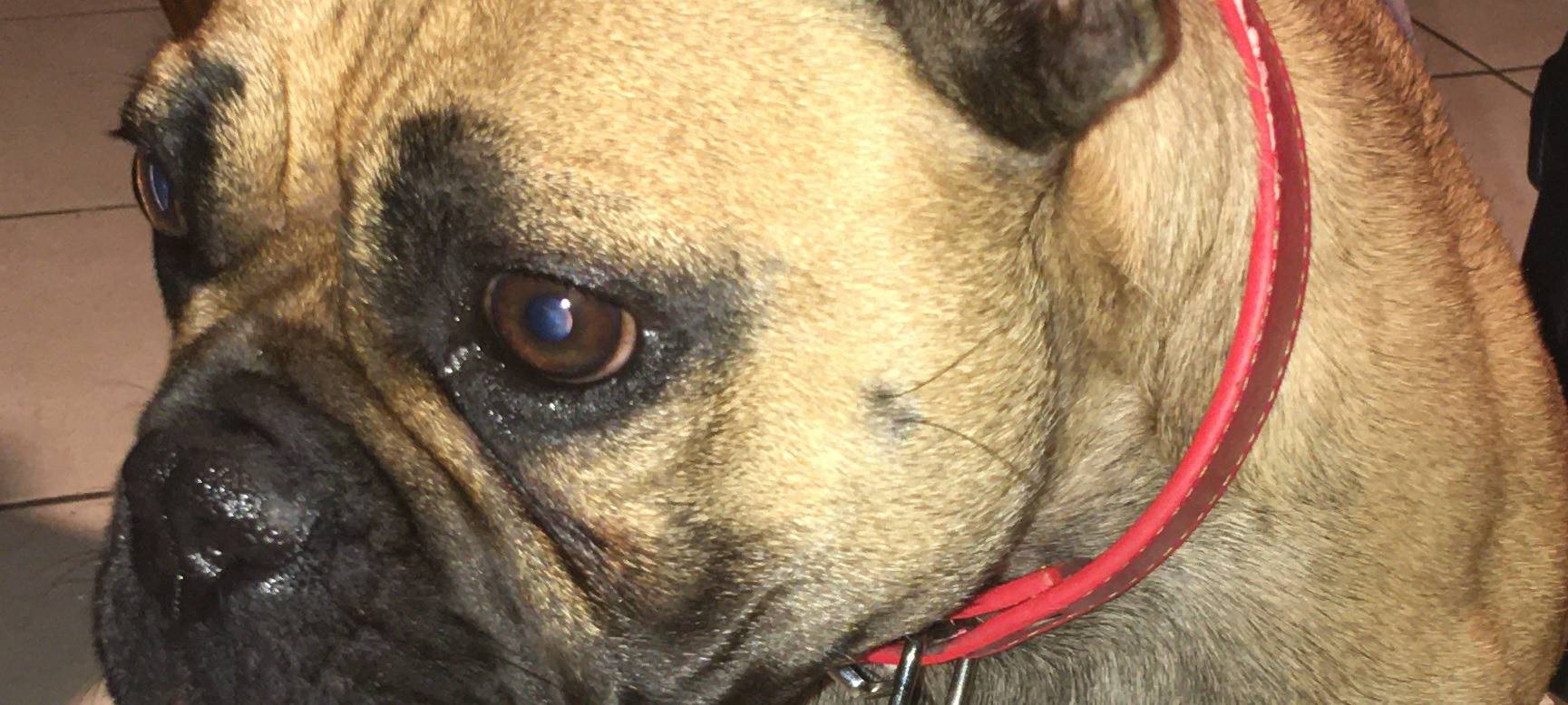 Brühl/Bedburg: Hundewelpen illegal auf Spielplatz verkauft