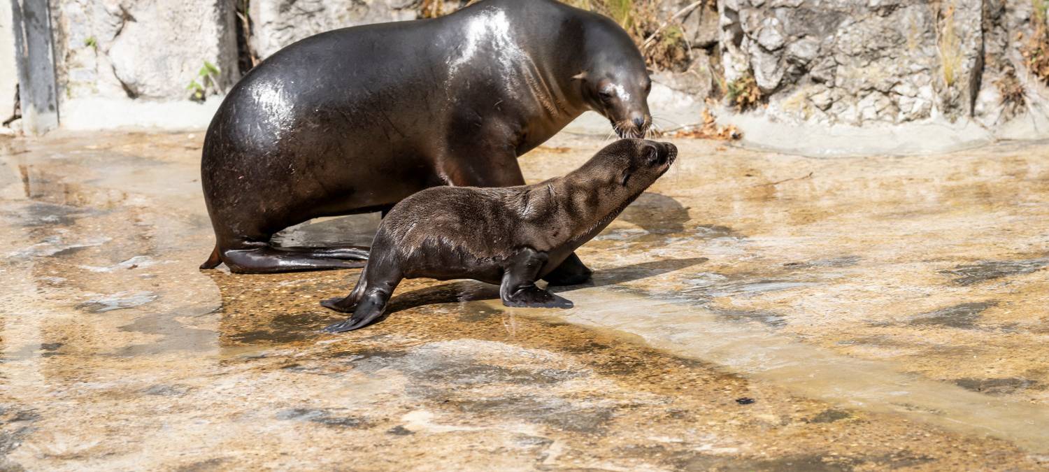 Köln: Höger übernimmt Seelöwen-Patenschaft im Zoo