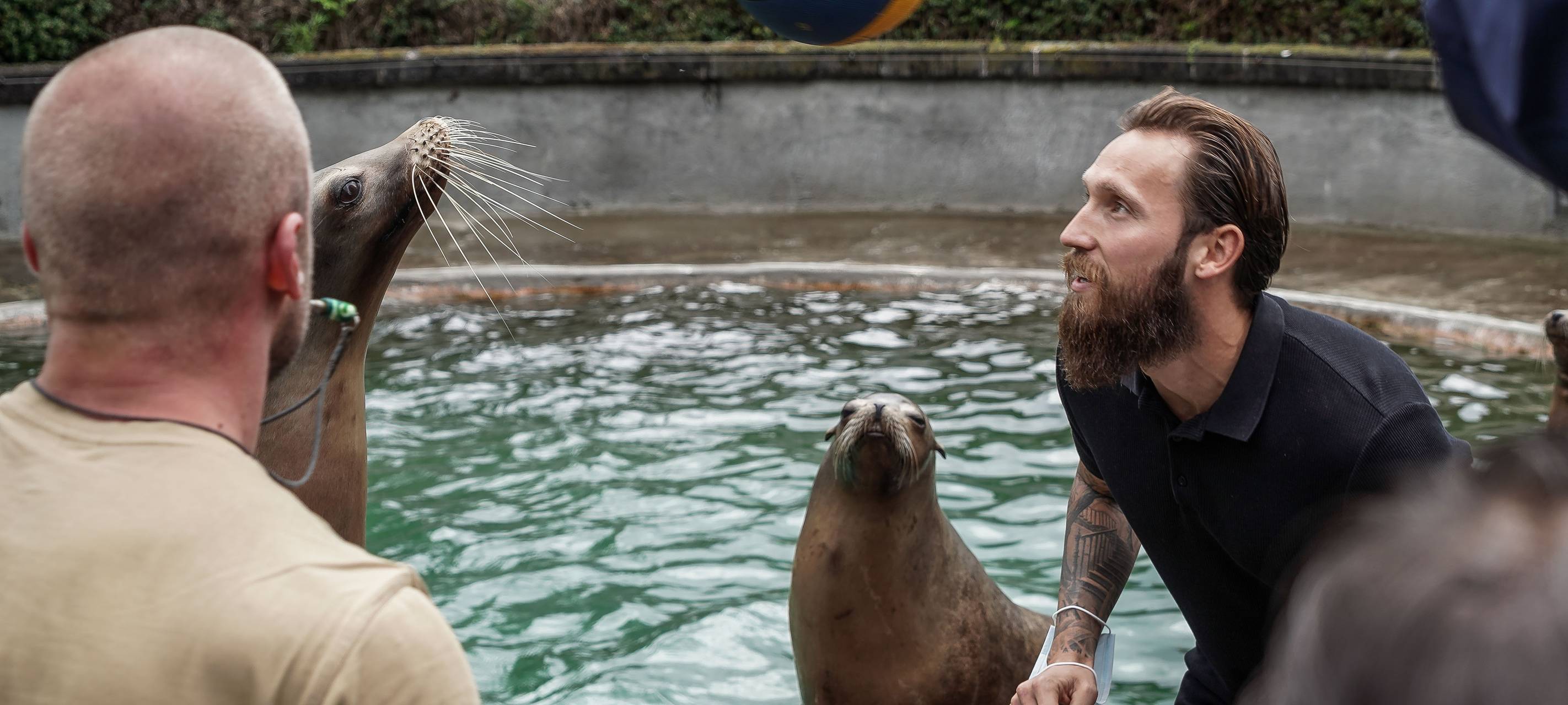 Köln: Höger übernimmt Seelöwen-Patenschaft im Zoo