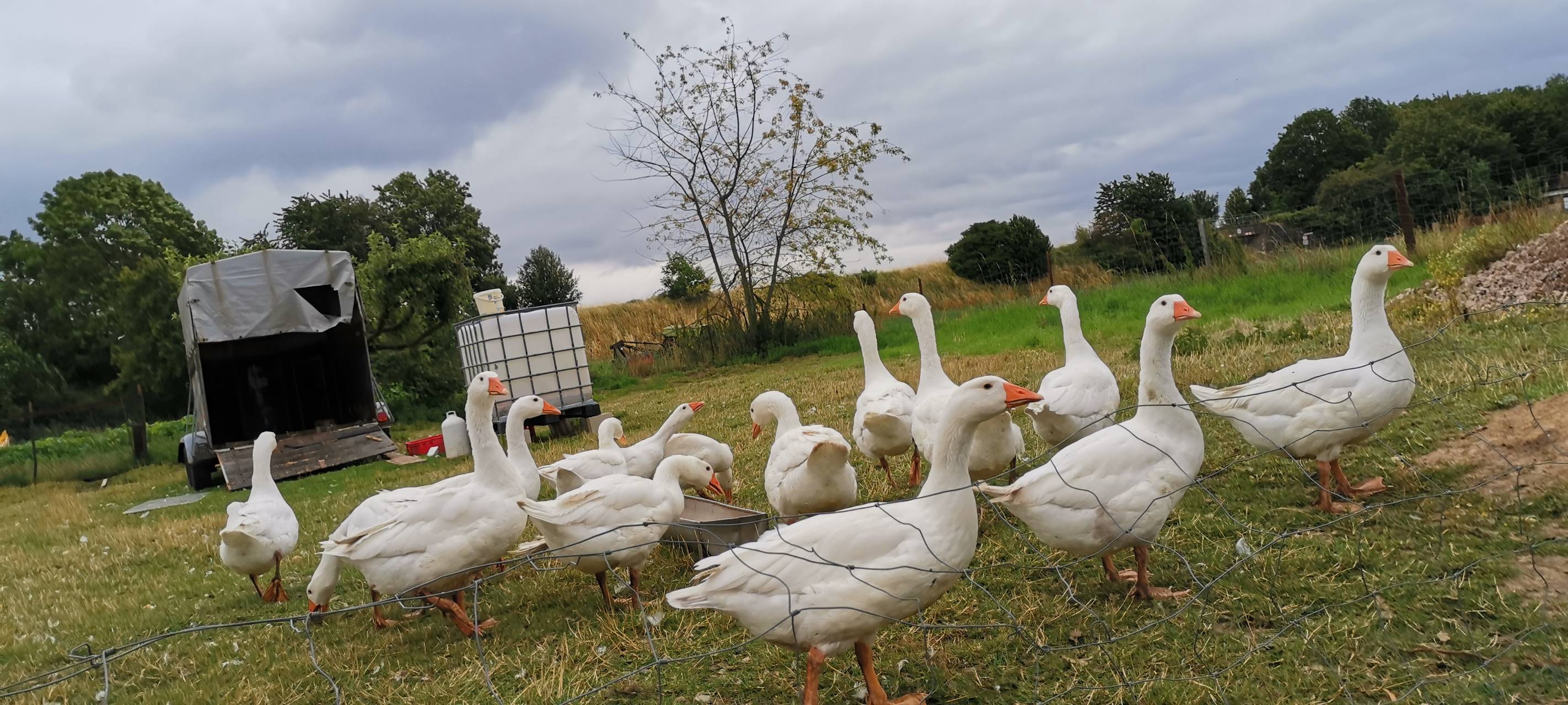 Rhein-Erft: Camping auf Bauernhof