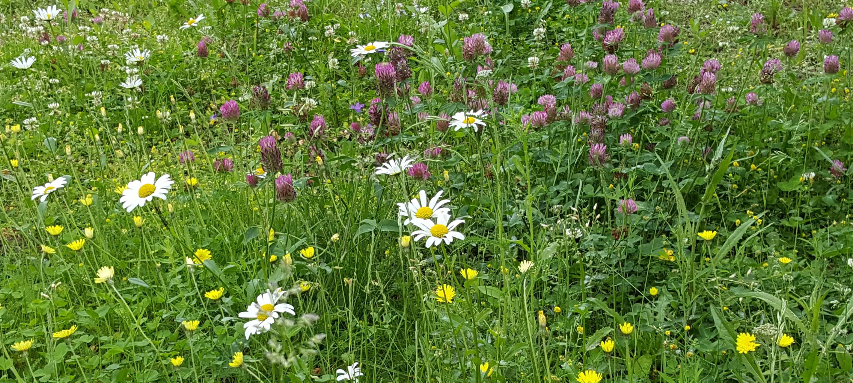 Wildblumensamen in Pulheim