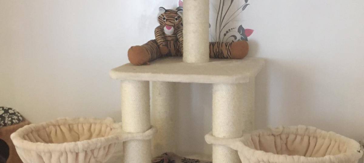Katzenpension Stommelerbusch