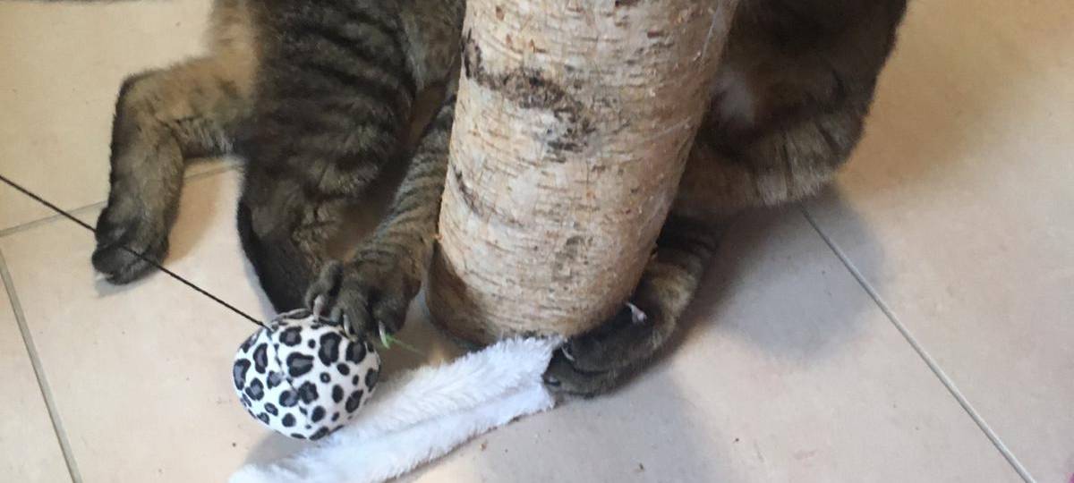 Katzenpension Stommelerbusch