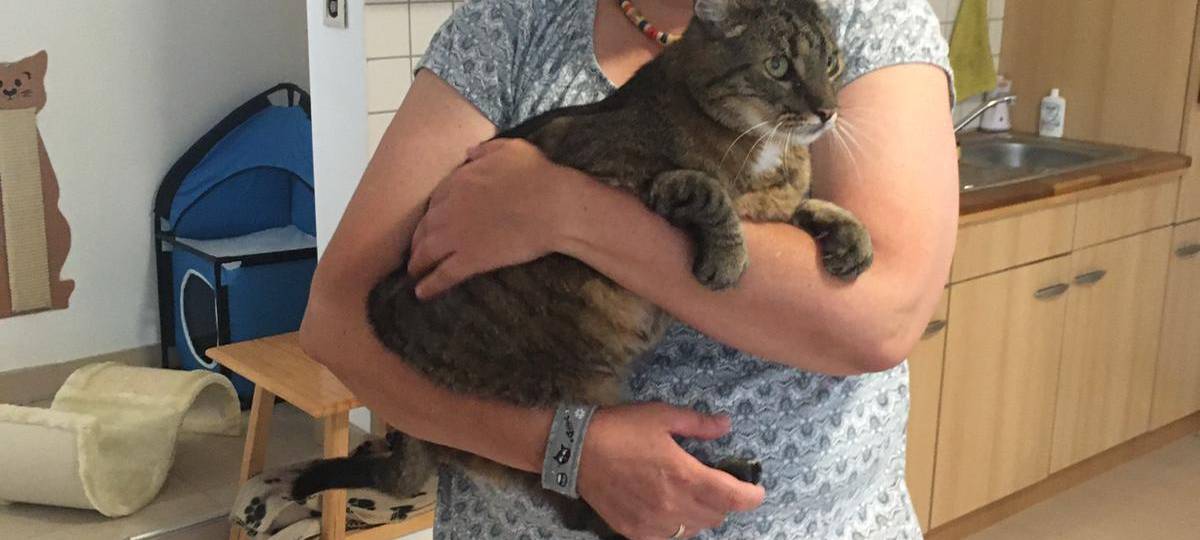 Katzenpension Stommelerbusch