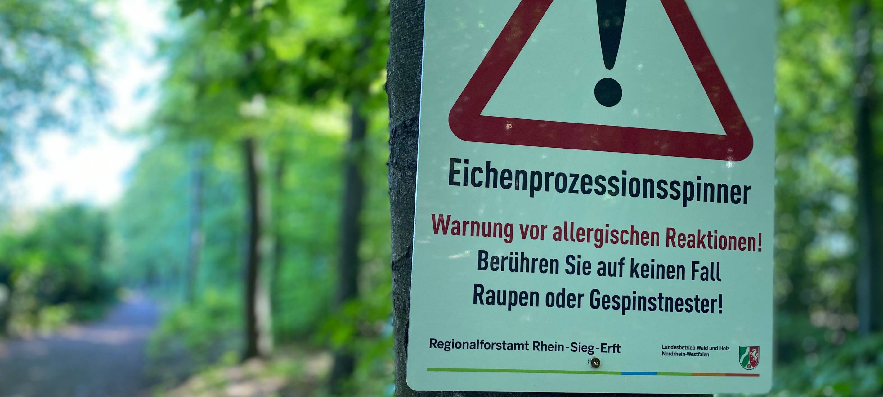 Bedburg: Eichenprozessionsspinner am Peringsmaar