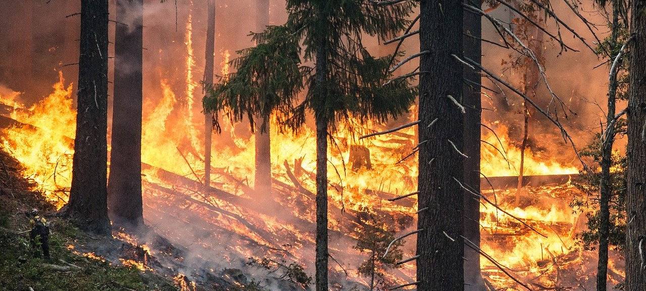 Rhein-Erft: Behörde startet Waldbrand-Überwachungsflüge