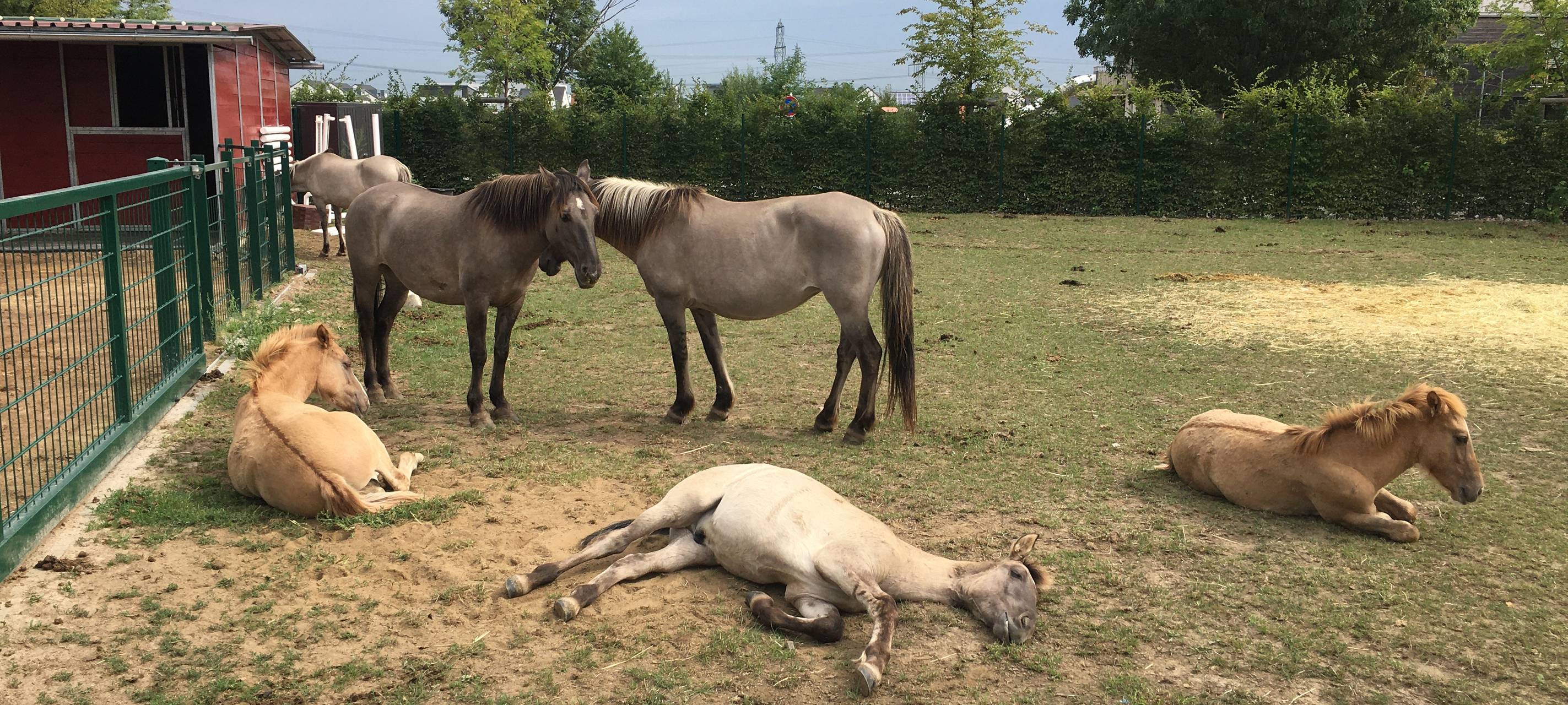 Hürth: Wildpferde brauchen neues Heim